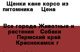 Щенки кане корсо из  питомника! › Цена ­ 65 000 - Все города Животные и растения » Собаки   . Пермский край,Краснокамск г.